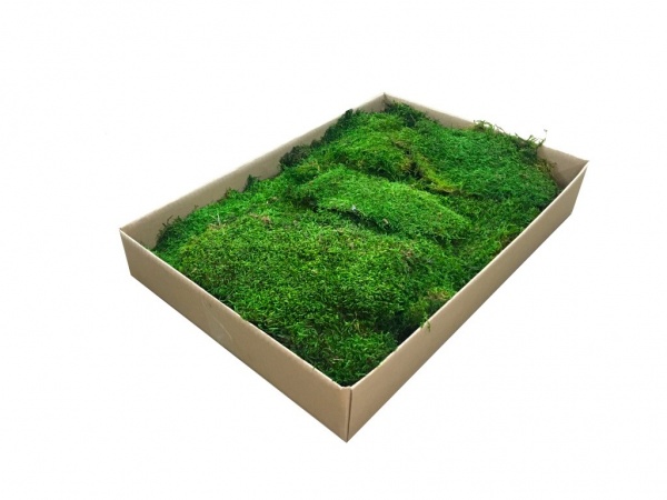 Premium Preserved Alpine ( Tyrolean ) Flat Moss Medium Green Bulk Box